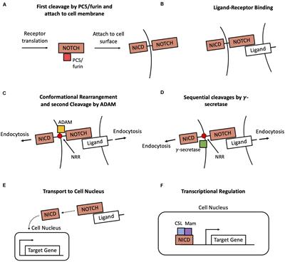 Frontiers Understanding The Principles Of Pattern Formation Driven By